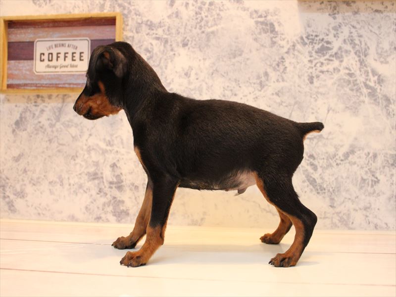 aaa様♥️ミニチュアピンシャー オブジェ CM19PT35-M01-size-100.jpg?v=